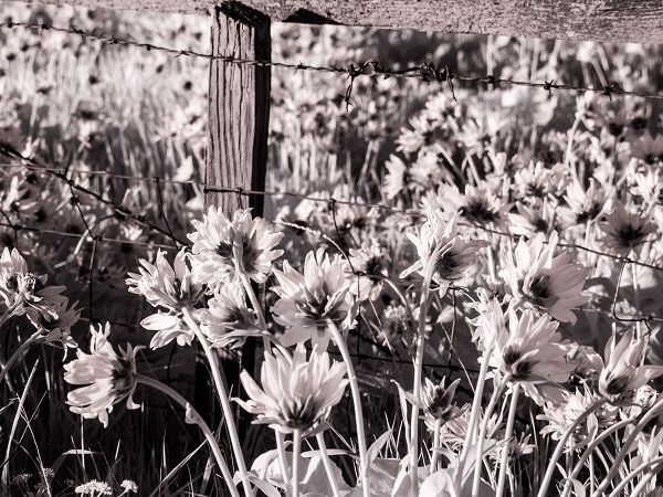 Eggers, Terry 아티스트의 USA-Washington State Infrared capture of fence line and wildflowers작품입니다.